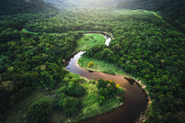 Amazon Rainforest scenery